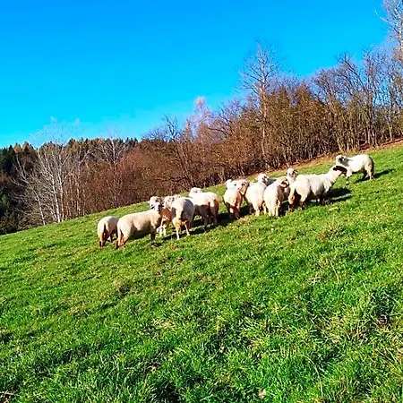 Pocztówka Z Mizernej, Z Widokiem Na Góry, Potok, 1 Km Od Velo Czorsztyn, Jezioro Czorsztyńskie, Rowery, Blisko Natury, Spokojnie Alojamento de Turismo Selvagem